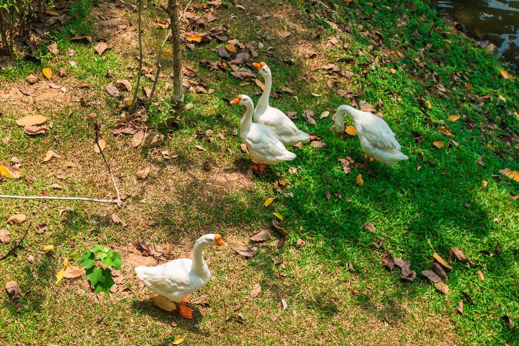 Brookside Valley Resort Rayong Dış mekan fotoğraf